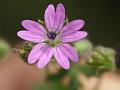 Dovesfoot Geranium